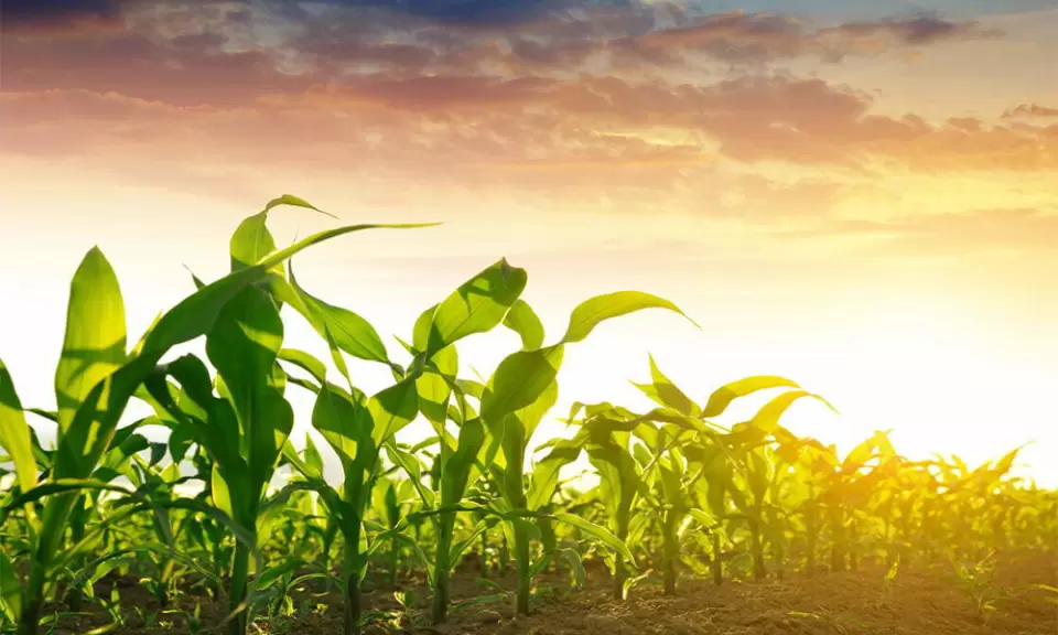 En el inicio de la campaña gruesa, el campo mira al cielo y los mercados